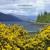 Wild Mountain Thyme - Ulli Boegershausen