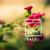 Sahara - Matan Arkin