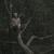 разодрать себе грудь - Лампабикт