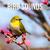 Forest Birds Chirps In The Forest - Felice Graham