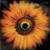 Comalies - Lacuna Coil