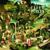 Sun It Rises - Fleet Foxes