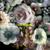 3D - Alpines