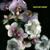Out of View - Alpines