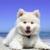 Resonance of the Earth - Pet Care Club