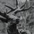 Odal - Agalloch